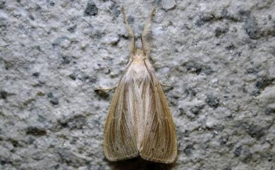 Laelia striata Wileman, 1910