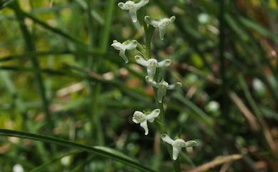 Platanthera brevicalcarata Hayata 短距粉蝶蘭