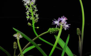 Scilla sinensis (Lour.) Merr., 1919 綿棗兒