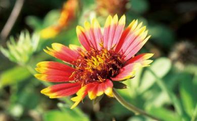 Gaillardia pulchella 天人菊