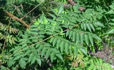 Koelreuteria henryi Dümmer 台灣欒樹