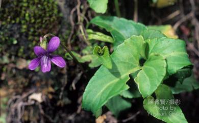 Viola mandshurica 紫花地丁