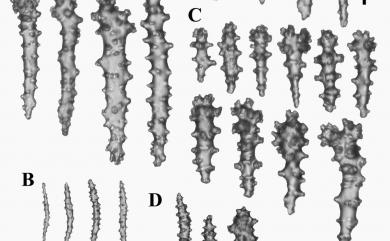 Sarcophyton infundibuliforme Tixier-Durivault, 1958 漏斗肉質軟珊瑚