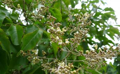 Vitex quinata (Lour.) F.N. Williams 山埔姜