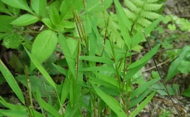 Pogonatherum crinitum (Thunb.) Kunth 金絲草