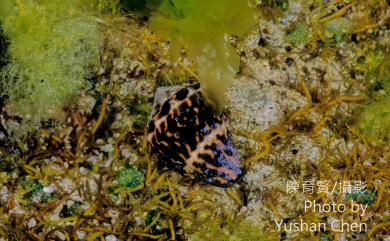 Conus chaldaeus (Röding, 1798) 小斑芋螺