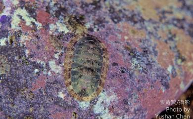 Ischnochiton comptus (Gould, 1859) 薄石鱉