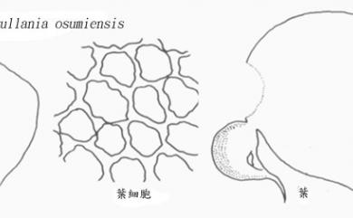 Frullania osumiensis (S.Hatt.) S.Hatt. 大隅耳葉蘚