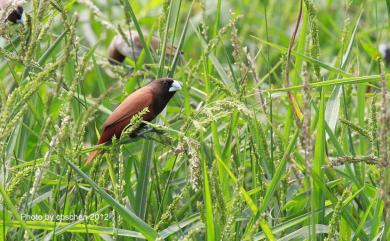 Lonchura atricapilla formosana 黑頭文鳥