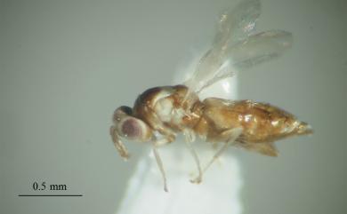 Quadrastichus erythrinae Kim, 2004 刺桐釉小蜂