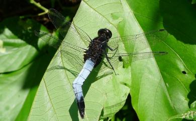 Orthetrum triangulare (Selys, 1878) 鼎脈蜻蜓