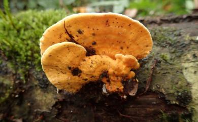 Rigidoporus lineatus (Pers.) Ryvarden 線條硬孔菌