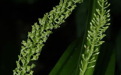 Liparis viridiflora (Blume) Lindl. 淡綠羊耳蒜