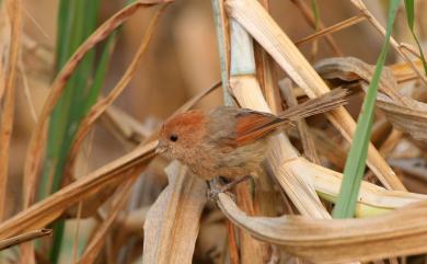 Paradoxornis webbianus bulomachus (Swinhoe, 1866) 粉紅鸚嘴