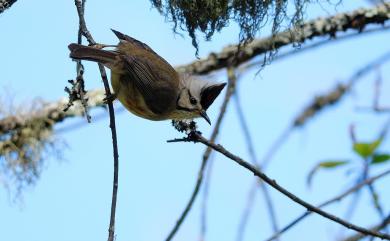Yuhina brunneiceps Ogilvie-Grant, 1906 冠羽畫眉