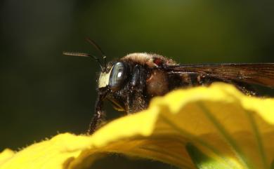 Xylocopa tranquebarorum (Swederus, 1787) 銅翼眥木蜂