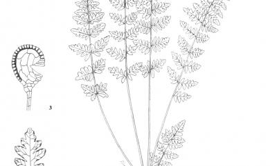 Cheilanthes chusana Hook. 細葉碎米蕨