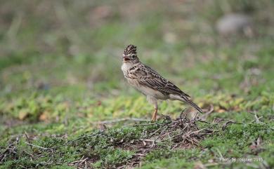 Alauda gulgula wattersi (Swinhoe, 1871) 小雲雀(本島亞種)