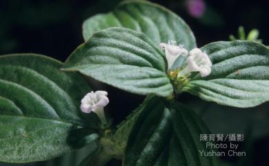 Spermacoce latifolia 闊葉鴨舌癀舅