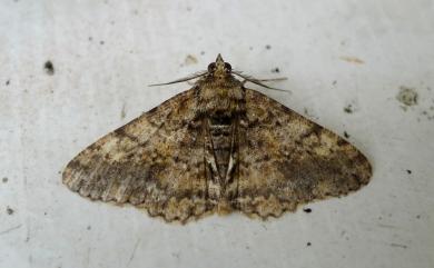 Alcis taiwanovariegata (Sato, 2008) 暗斑霜尺蛾