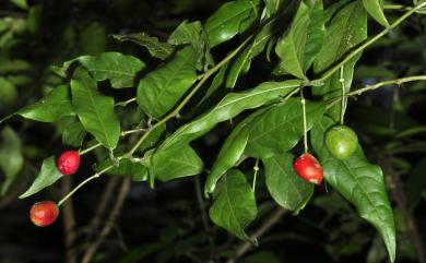 Capparis acutifolia 銳葉山柑