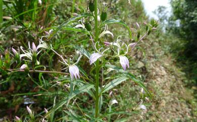 Lobelia seguinii H.Lév. & Vaniot 大本山梗菜