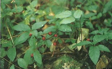 Ardisia pusilla A.DC. 輪葉紫金牛