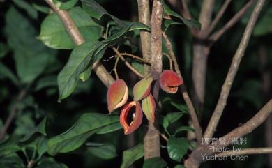 Sterculia nobilis 蘋婆