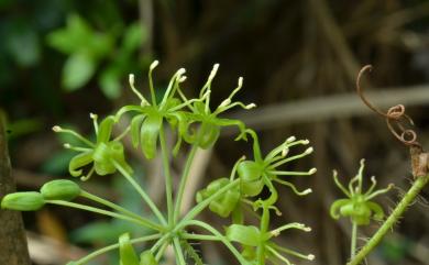 Smilax horridiramula Hayata 密刺菝葜