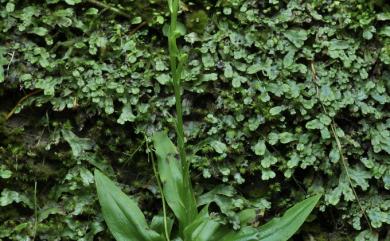 Habenaria iyoensis Ohwi 岩坡玉鳳蘭