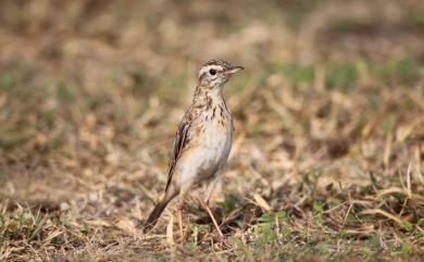 Anthus richardi ussuriensis 大花鷚