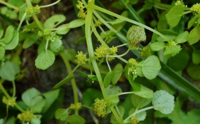 Pilea peploides var. major 齒葉矮冷水麻