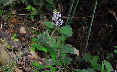 Scutellaria indica 印度黃芩