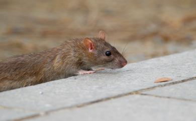 Rattus norvegicus (Berkenhout, 1769) 溝鼠