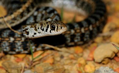 Amphiesma stolatum Linnaeus, 1758 花浪蛇