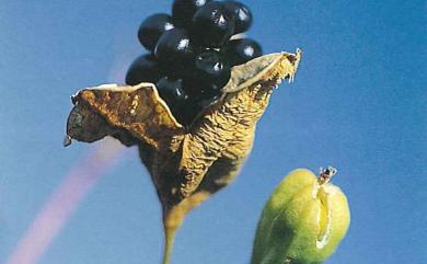 Iris domestica (L.) Goldblatt & Mabb. 射干