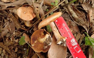 Cortinarius 絲膜菌屬