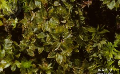 Bryum billarderii Schwaegr., 1816 大真苔