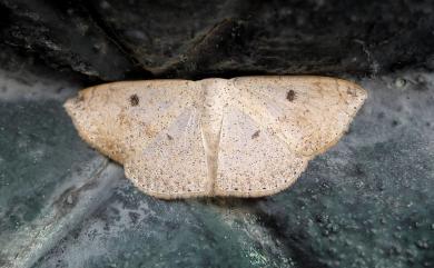 Somatina plynusaria (Walker, 1862)