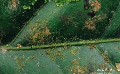 Lejeunea ulicina (Taylor) Gottsche et al. 荊豆葉細鱗蘚