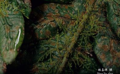 Drepanolejeunea dactylophora (Nees et al.) Schiffn. 粗齒角鱗蘚