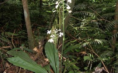 Calanthe × dominii Lindl. 長距白鶴蘭