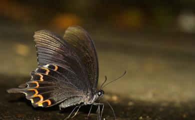 Papilio hermosanus Rebel, 1906 臺灣琉璃翠鳳蝶