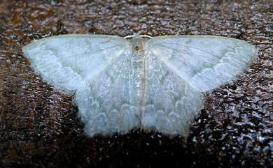 Jodis rantaizanensis (Wileman, 1916) 巒大山突尾尺蛾