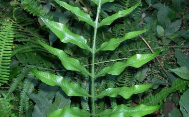 Leptochilus ellipticus 橢圓線蕨