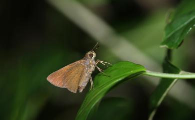 Caltoris bromus yanuca (Fruhstorfer, 1911) 變紋黯弄蝶