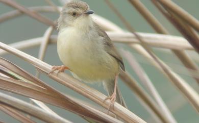 Prinia inornata flavirostris (Swinhoe, 1863) 褐頭鷦鶯(台灣亞種)