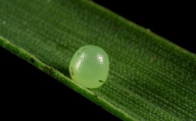 Ypthima multistriata Butler, 1883 密紋波眼蝶