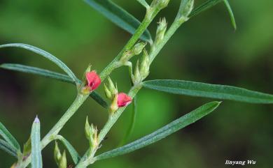 Indigofera linifolia 細葉木藍