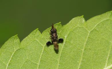 Dirhinus anthracia Walker, 1846 黑煤角頭小蜂